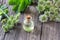 A bottle of essential oil with fresh angelica plant