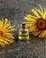 A bottle of essential oil with fresh elecampane flowers