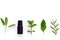 Bottle of essential oil with herb holy basil leaf, rosemary,oreg