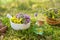 Bottle of essential oil or infusion, mortar of thyme and sedum flowers, basket of medicinal herbs on moss in forest outdoors.