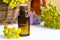 Bottle of essential tansy oil