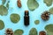 Bottle of eucalyptus essential oil, leaves and cones on color background