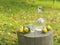 Bottle and glass of pear rakia on rural surrounding