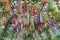 Bottle gourd, Calabash gourd, fruit and trees