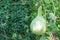 Bottle gourd, Calabash gourd, fruit and trees