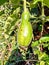 Bottle gourd is a one type of vegetable. with green lesves