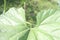 Bottle gourd plant on farm