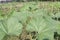 Bottle gourd plant on farm