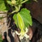 Bottle Gourd Tree