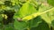 Bottle gourd in vegetable garden