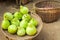 Bottle green gourds ( calabash )