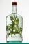 Bottle of herb rakia