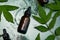 Bottle with herbal serum, oil cosmetic ad, simple and natural skincare concept