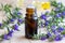 A bottle of hyssop essential oil with fresh blooming hyssop