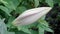 A bottle of lily prepared to blossom. Large lily flower on a background of leaves