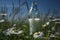 Bottle of milk on the grass with daisies in the background.