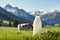 Bottle of milk standing on an Alpine meadow with green grass on a sunny summer day. Blue sky mountains cow in the background.