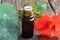 A bottle of nasturtium tincture with fresh bloomingTropaeolum majus plant on a table