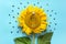 Bottle of natural sunflower oil, seeds and fresh yellow sunflower on blue background. Creative concept organic vegetable oil