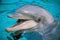 Bottle-nose Dolphin (Tursiops truncatus)