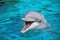 Bottle-nose Dolphin (Tursiops truncatus)