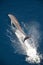 Bottle-nose Dolphin, Tursiops truncatus, jumping out of the water, Atlantic Ocean.