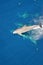 Bottle-nose Dolphin, Tursiops truncatus, jumping out of the water, Atlantic Ocean.