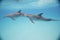 Bottle-nose dolphins swimming just below the ocean surface
