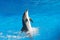 Bottle nosed dolphin performing jumps, blue water background