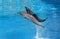 Bottle nosed dolphin performing jumps, blue water background