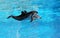 Bottle nosed dolphin performing jumps, blue water background