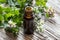 A bottle of oregano essential oil with blooming oregano twigs