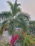 Bottle palm with beutiful pink bougainvillea at home entry