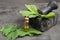 Bottle of pills, essential oil and ginkgo leaves on grey. Traditional, herbal medicine and Homeopathy concept