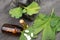 Bottle of pills and fresh ginkgo biloba leaves in mortar on grey background. Traditional, herbal medicine and Homeopathy concept