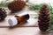 Bottle of pine essential oil