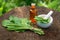 Bottle of plantain infusion or tincture, mortar and green Plantago major leaves on wooden stump. Herbal or homeopathic