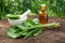 Bottle of plantain infusion or tincture, mortar and Plantago major leaves. Homeopathic or herbal medicine