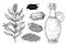 Bottle of sesame oil with plant and seed. Vector Hand drawn