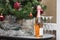 A bottle of sparkling wine under the tree. Champagne as the main alcoholic drink on New Years Eve. Selective focus