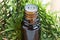 A bottle of thuja essential oil with fresh thuja twigs