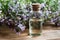 A bottle of thymus serpyllum Breckland thyme essential oil