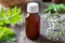 A bottle of tincture with fresh valerian plant