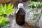 A bottle of tincture with fresh valerian plant