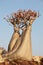 Bottle tree - adenium obesum