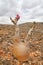 Bottle tree - adenium obesum