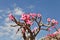 Bottle tree in bloom