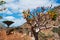 Bottle tree overview in the Dragon Blood trees forest in Homhil Plateau, Socotra, Yemen