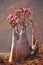 Bottle tree, Socotra