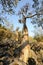 Bottle trees and Amazing nature of Socotra island, Yemen